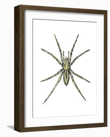 Wolf Spider (Lycosa Communis), Arachnids-Encyclopaedia Britannica-Framed Art Print