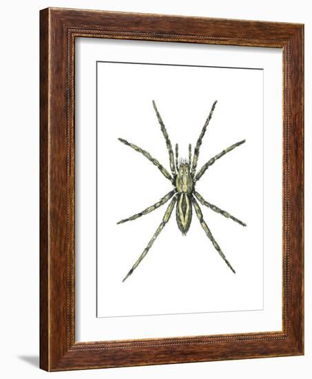 Wolf Spider (Lycosa Communis), Arachnids-Encyclopaedia Britannica-Framed Art Print