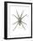 Wolf Spider (Lycosa Communis), Arachnids-Encyclopaedia Britannica-Framed Art Print