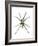 Wolf Spider (Lycosa Communis), Arachnids-Encyclopaedia Britannica-Framed Art Print