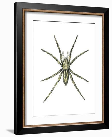 Wolf Spider (Lycosa Communis), Arachnids-Encyclopaedia Britannica-Framed Art Print