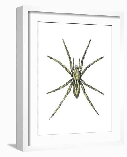 Wolf Spider (Lycosa Communis), Arachnids-Encyclopaedia Britannica-Framed Art Print