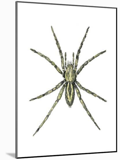 Wolf Spider (Lycosa Communis), Arachnids-Encyclopaedia Britannica-Mounted Art Print