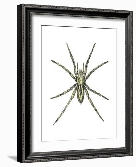 Wolf Spider (Lycosa Communis), Arachnids-Encyclopaedia Britannica-Framed Art Print