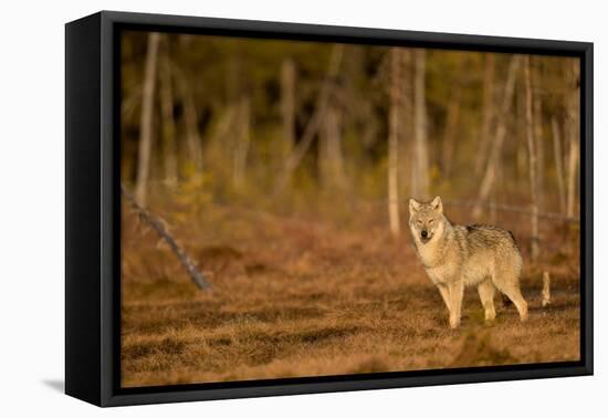 Wolf standing at woodland edge, Finland-Danny Green-Framed Premier Image Canvas