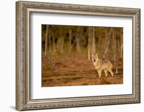 Wolf standing at woodland edge, Finland-Danny Green-Framed Photographic Print