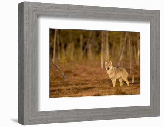 Wolf standing at woodland edge, Finland-Danny Green-Framed Photographic Print