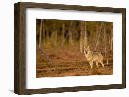 Wolf standing at woodland edge, Finland-Danny Green-Framed Photographic Print