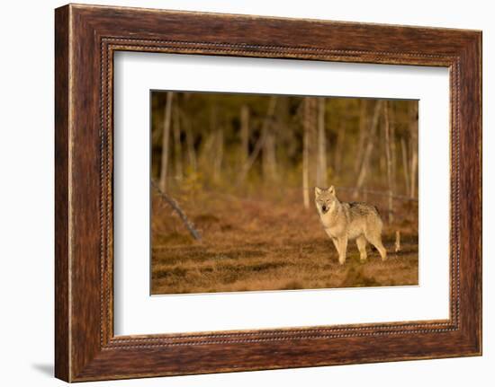 Wolf standing at woodland edge, Finland-Danny Green-Framed Photographic Print