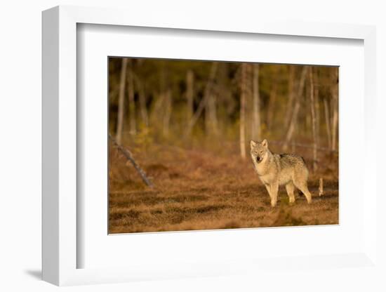 Wolf standing at woodland edge, Finland-Danny Green-Framed Photographic Print