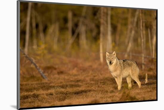 Wolf standing at woodland edge, Finland-Danny Green-Mounted Photographic Print