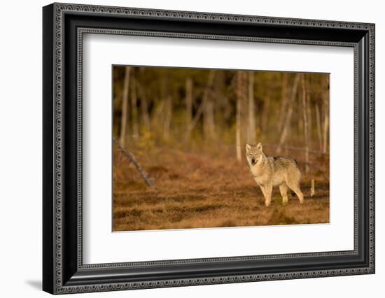 Wolf standing at woodland edge, Finland-Danny Green-Framed Photographic Print