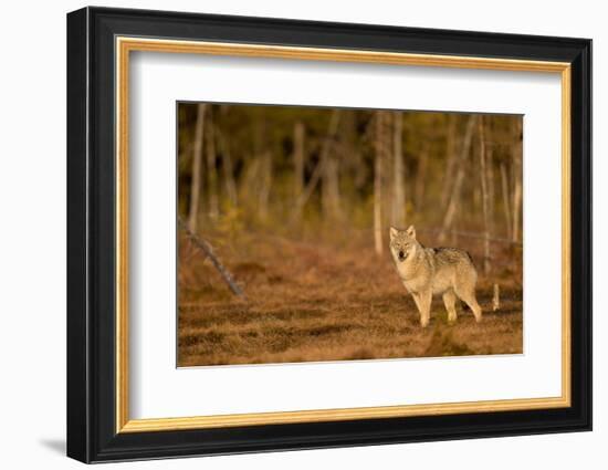 Wolf standing at woodland edge, Finland-Danny Green-Framed Photographic Print