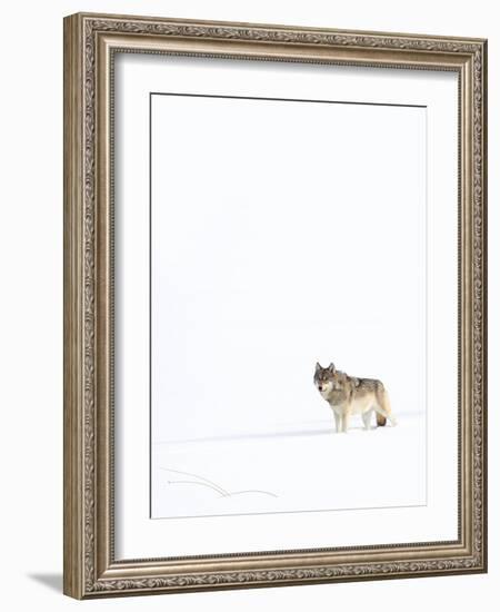 Wolf standing in snow, Yellowstone National Park, USA-Danny Green-Framed Photographic Print