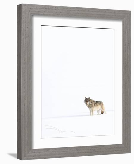 Wolf standing in snow, Yellowstone National Park, USA-Danny Green-Framed Photographic Print