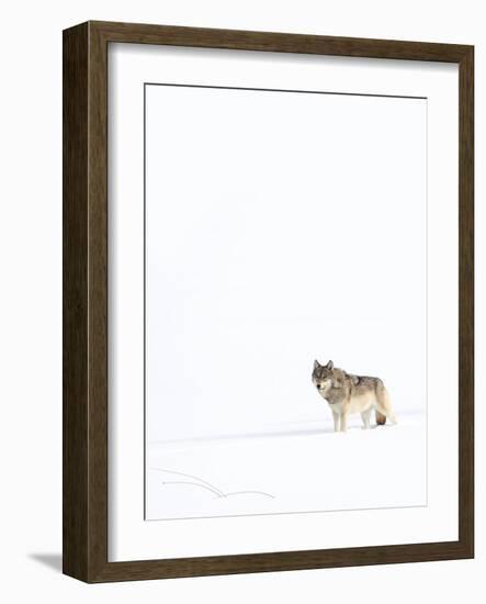 Wolf standing in snow, Yellowstone National Park, USA-Danny Green-Framed Photographic Print