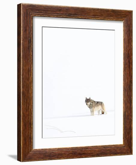 Wolf standing in snow, Yellowstone National Park, USA-Danny Green-Framed Photographic Print