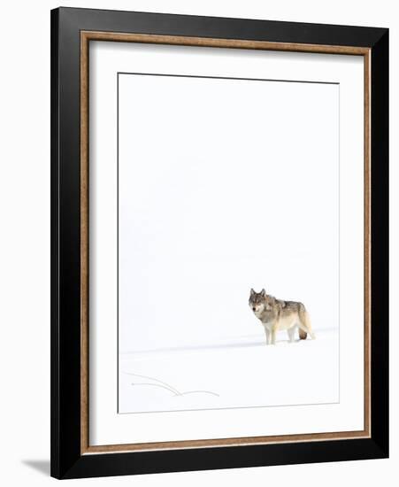 Wolf standing in snow, Yellowstone National Park, USA-Danny Green-Framed Photographic Print