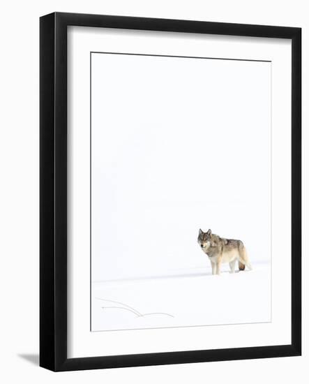 Wolf standing in snow, Yellowstone National Park, USA-Danny Green-Framed Photographic Print