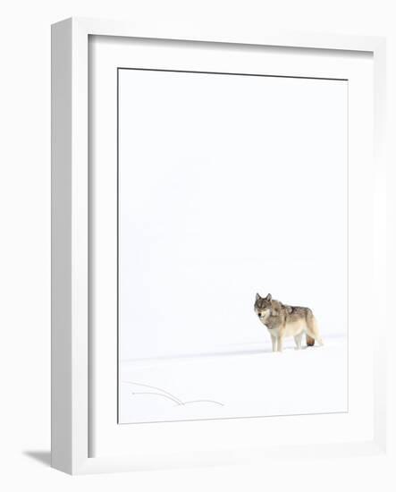 Wolf standing in snow, Yellowstone National Park, USA-Danny Green-Framed Photographic Print