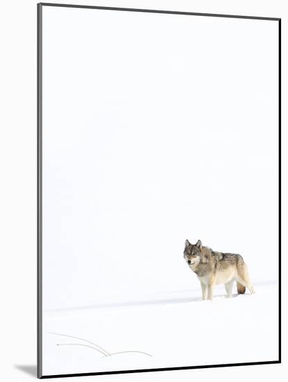 Wolf standing in snow, Yellowstone National Park, USA-Danny Green-Mounted Photographic Print