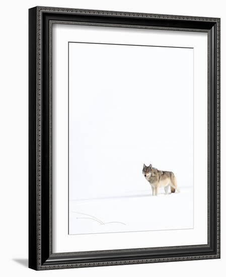 Wolf standing in snow, Yellowstone National Park, USA-Danny Green-Framed Photographic Print