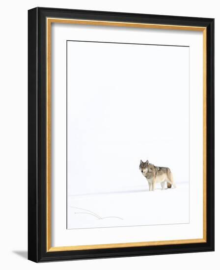 Wolf standing in snow, Yellowstone National Park, USA-Danny Green-Framed Photographic Print