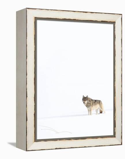 Wolf standing in snow, Yellowstone National Park, USA-Danny Green-Framed Premier Image Canvas