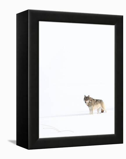 Wolf standing in snow, Yellowstone National Park, USA-Danny Green-Framed Premier Image Canvas