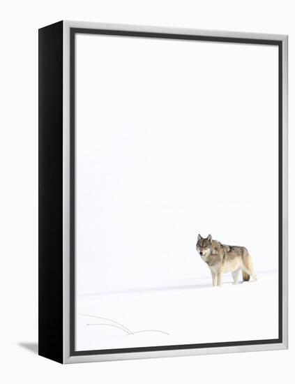 Wolf standing in snow, Yellowstone National Park, USA-Danny Green-Framed Premier Image Canvas