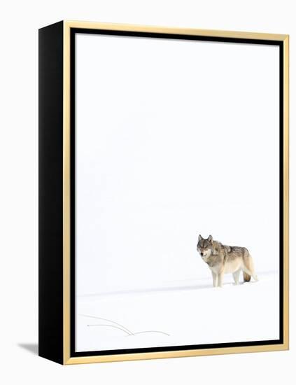 Wolf standing in snow, Yellowstone National Park, USA-Danny Green-Framed Premier Image Canvas