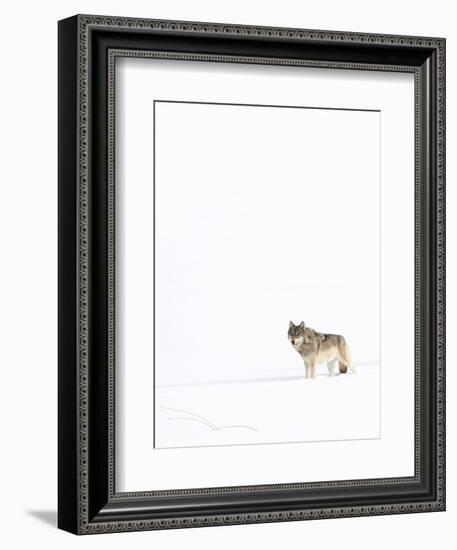 Wolf standing in snow, Yellowstone National Park, USA-Danny Green-Framed Photographic Print