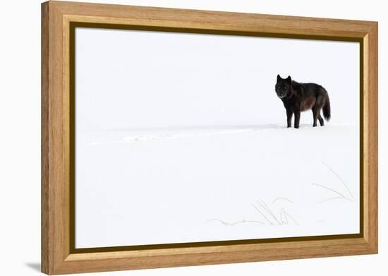 Wolf standing in snow, Yellowstone National Park, USA-Danny Green-Framed Premier Image Canvas