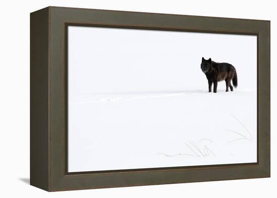 Wolf standing in snow, Yellowstone National Park, USA-Danny Green-Framed Premier Image Canvas