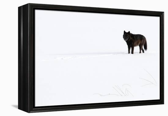 Wolf standing in snow, Yellowstone National Park, USA-Danny Green-Framed Premier Image Canvas