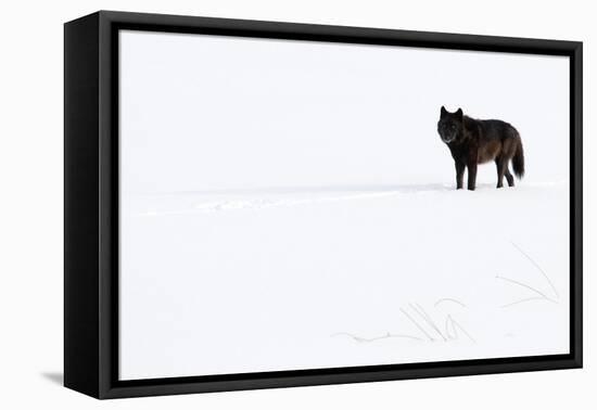 Wolf standing in snow, Yellowstone National Park, USA-Danny Green-Framed Premier Image Canvas