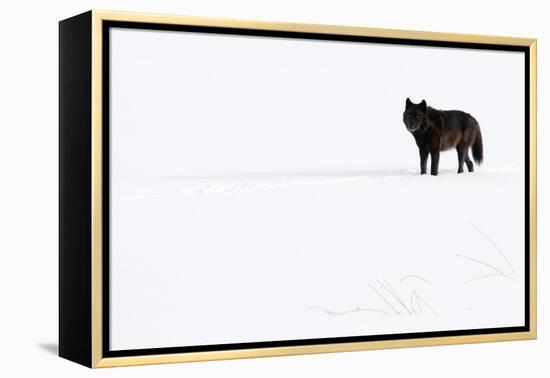 Wolf standing in snow, Yellowstone National Park, USA-Danny Green-Framed Premier Image Canvas