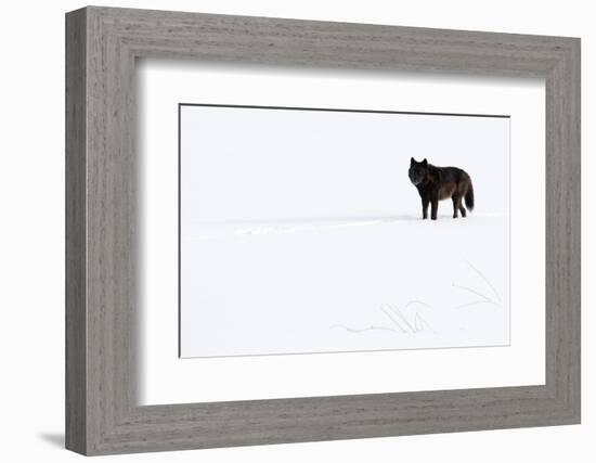 Wolf standing in snow, Yellowstone National Park, USA-Danny Green-Framed Photographic Print