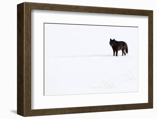 Wolf standing in snow, Yellowstone National Park, USA-Danny Green-Framed Photographic Print