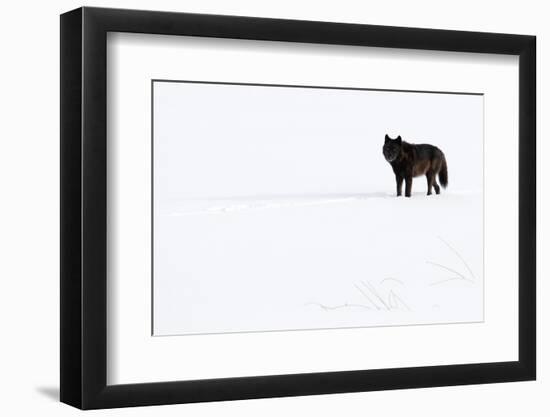 Wolf standing in snow, Yellowstone National Park, USA-Danny Green-Framed Photographic Print