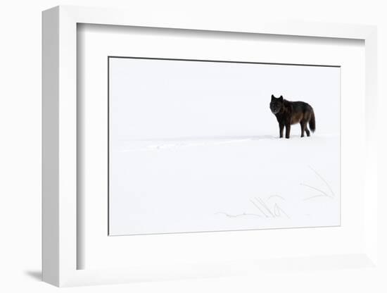 Wolf standing in snow, Yellowstone National Park, USA-Danny Green-Framed Photographic Print