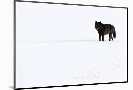 Wolf standing in snow, Yellowstone National Park, USA-Danny Green-Mounted Photographic Print