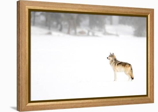 Wolf standing in snow, Yellowstone National Park, USA-Danny Green-Framed Premier Image Canvas