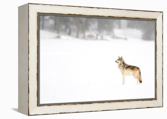 Wolf standing in snow, Yellowstone National Park, USA-Danny Green-Framed Premier Image Canvas