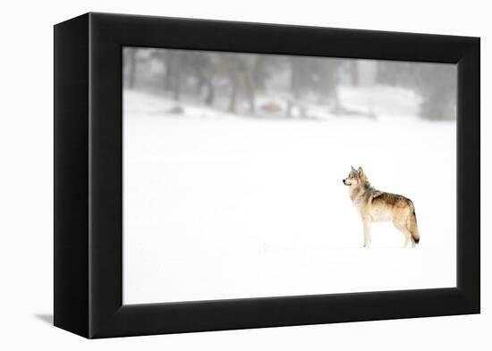 Wolf standing in snow, Yellowstone National Park, USA-Danny Green-Framed Premier Image Canvas