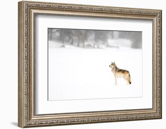 Wolf standing in snow, Yellowstone National Park, USA-Danny Green-Framed Photographic Print