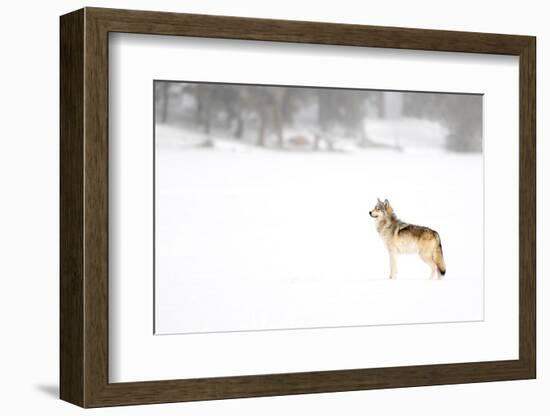 Wolf standing in snow, Yellowstone National Park, USA-Danny Green-Framed Photographic Print