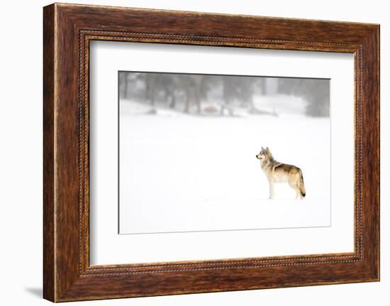 Wolf standing in snow, Yellowstone National Park, USA-Danny Green-Framed Photographic Print