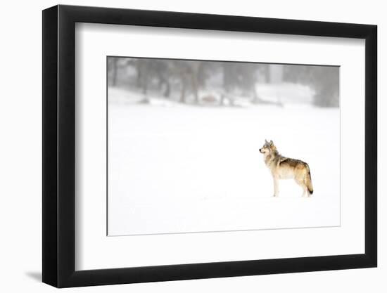 Wolf standing in snow, Yellowstone National Park, USA-Danny Green-Framed Photographic Print