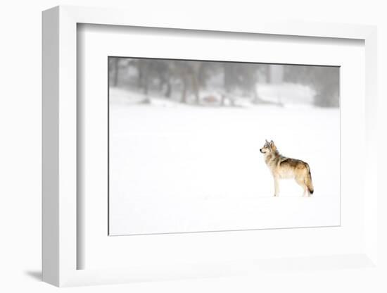 Wolf standing in snow, Yellowstone National Park, USA-Danny Green-Framed Photographic Print